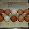 10 æg fra frilandshøns, rettrup kær friland