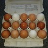 15 friske æg fra frilandshøns, Rettrup Kær Friland